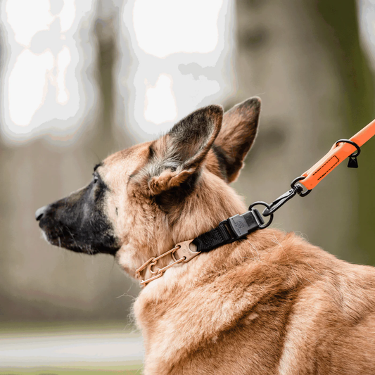 Kolczatka treningowa Curogan 4 mm 60 cm