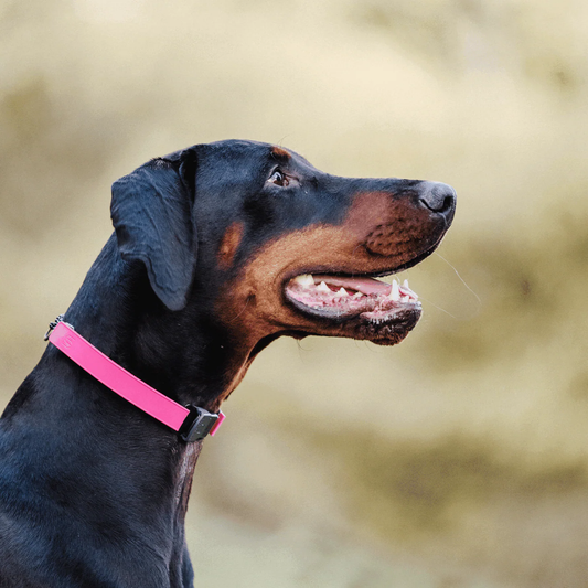 Osłonka na kolczatkę gumowa elastyczna 3,2 mm Herman Sprenger