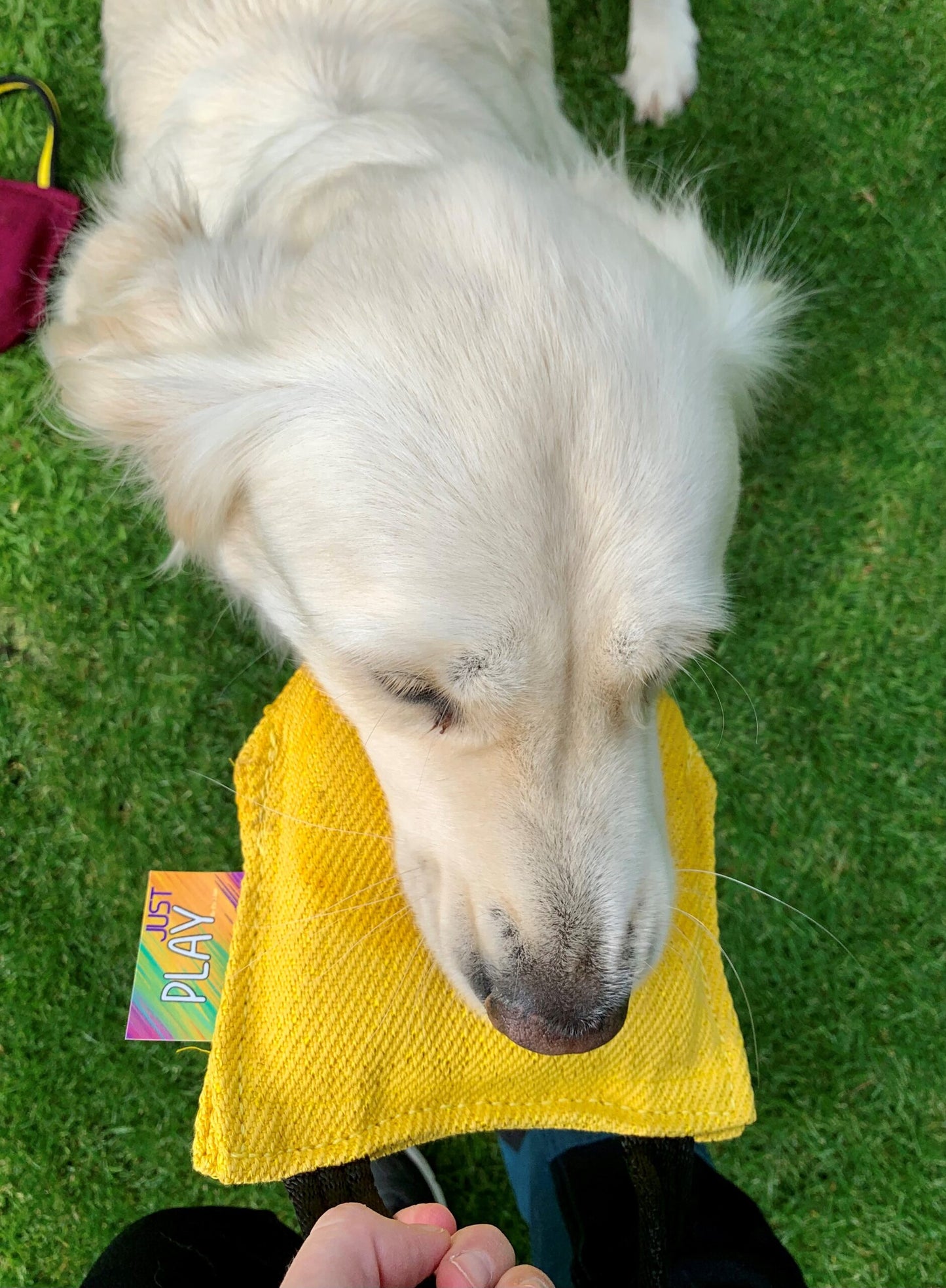 Just Play Chewable Cushion