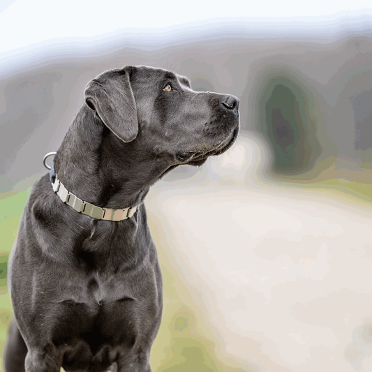 Kolczatka Neck-Tech sport stal nierdzewna 60 cm