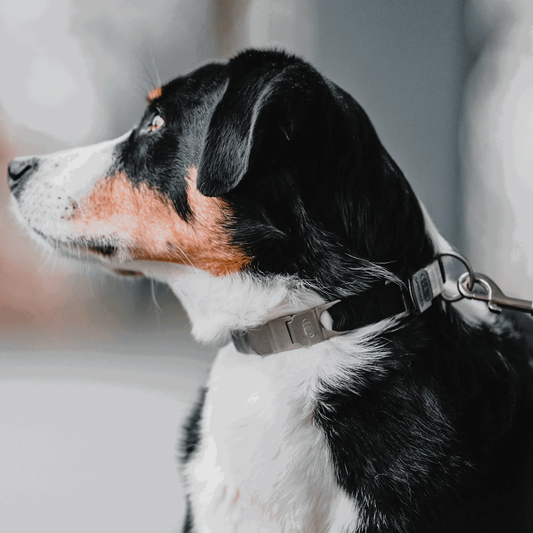 Kolczatka Neck-Tech sport stal nierdzewna mat (inox) 48 cm