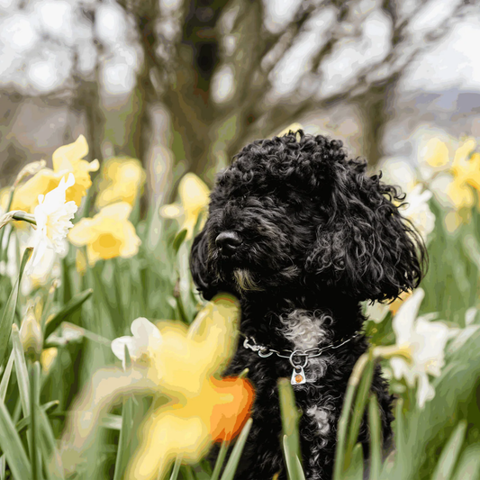 Łańcuszek z karabińczykiem stal nierdzewna 2 mm dla małych psów