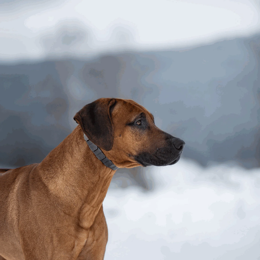 Kolczatka Neck-Tech sport stal nierdzewna czarny mat 60 cm