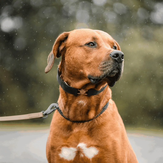 Osłonka na kolczatkę gumowa elastyczna 2,25 mm Herman Sprenger