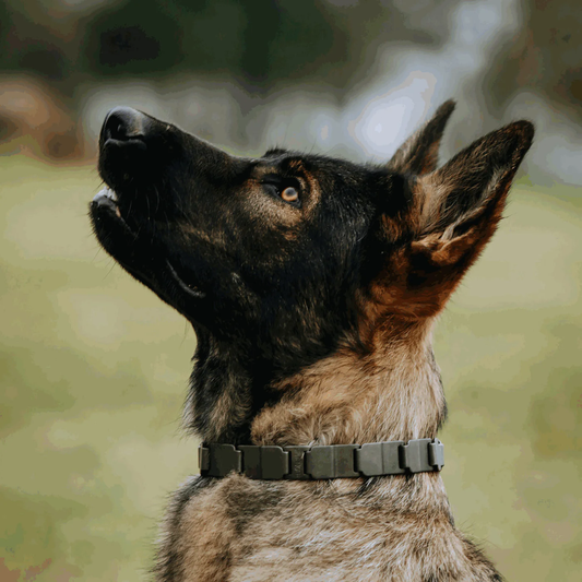 Kolczatka Neck-Tech sport stal nierdzewna czarny mat 48 cm