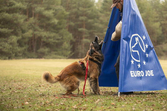 Trening obrony IGP, pies oszczekuje pozoranta w kryjówce