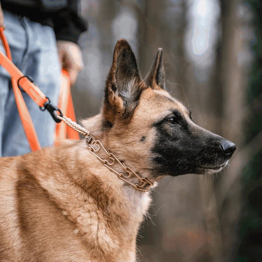 Malinois na smyczy w kolczatce zaciskowej Herman Sprenger z Curoganu
