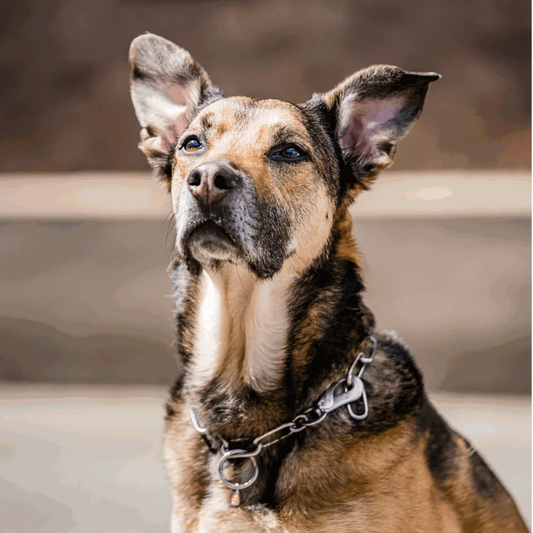 Łańcuszek z karabińczykiem stal nierdzewna 4 mm długie ogniwo