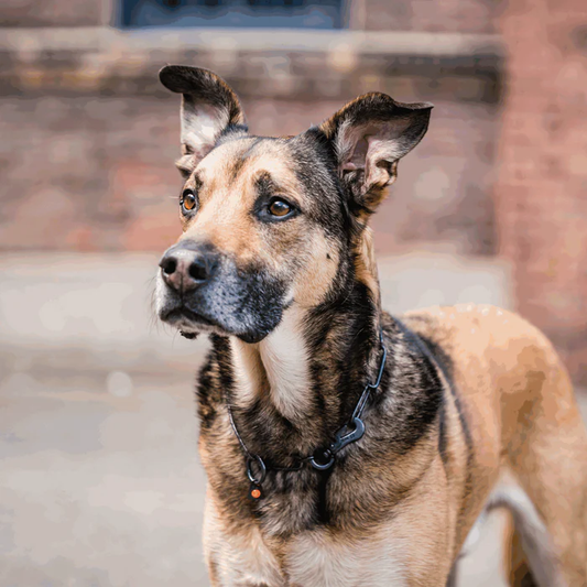 Łańcuszek z karabińczykiem stal nierdzewna czarny 3 mm długie ogniwo
