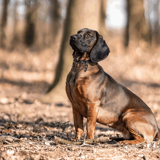 Łańcuszek z karabińczykiem stal nierdzewna czarny 3 mm średnie ogniwo