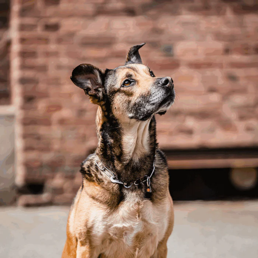 Łańcuszek z karabińczykiem stal nierdzewna 3 mm długie ogniwo