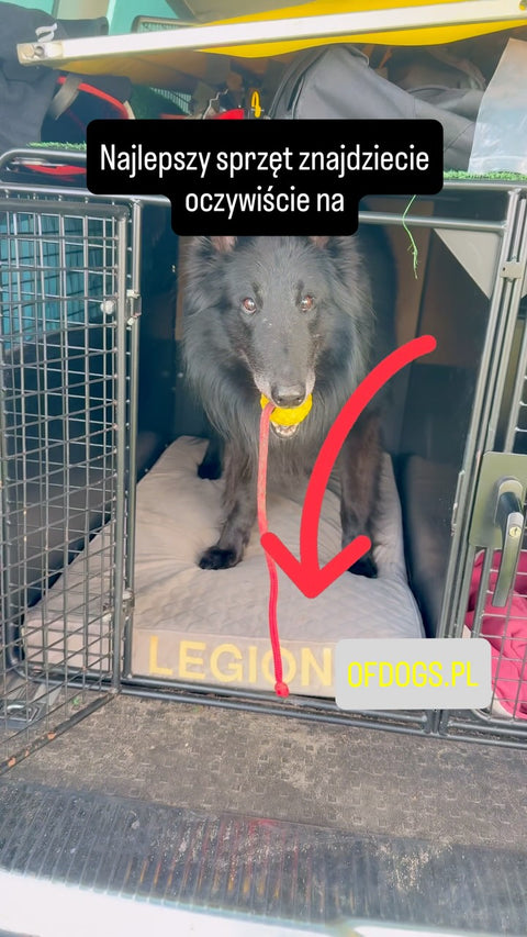 Ślady zrobione, piłka zasłużona 🐾🎾