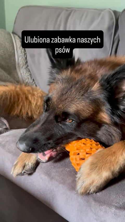 🍍Niezniszczalna zabawka, odporna nawet na rekinie szczęki 🦈