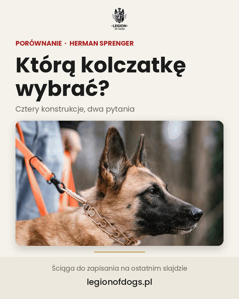 Którą kolczatkę wybrać? Zacznij od dwóch pytań 🐕⛓️